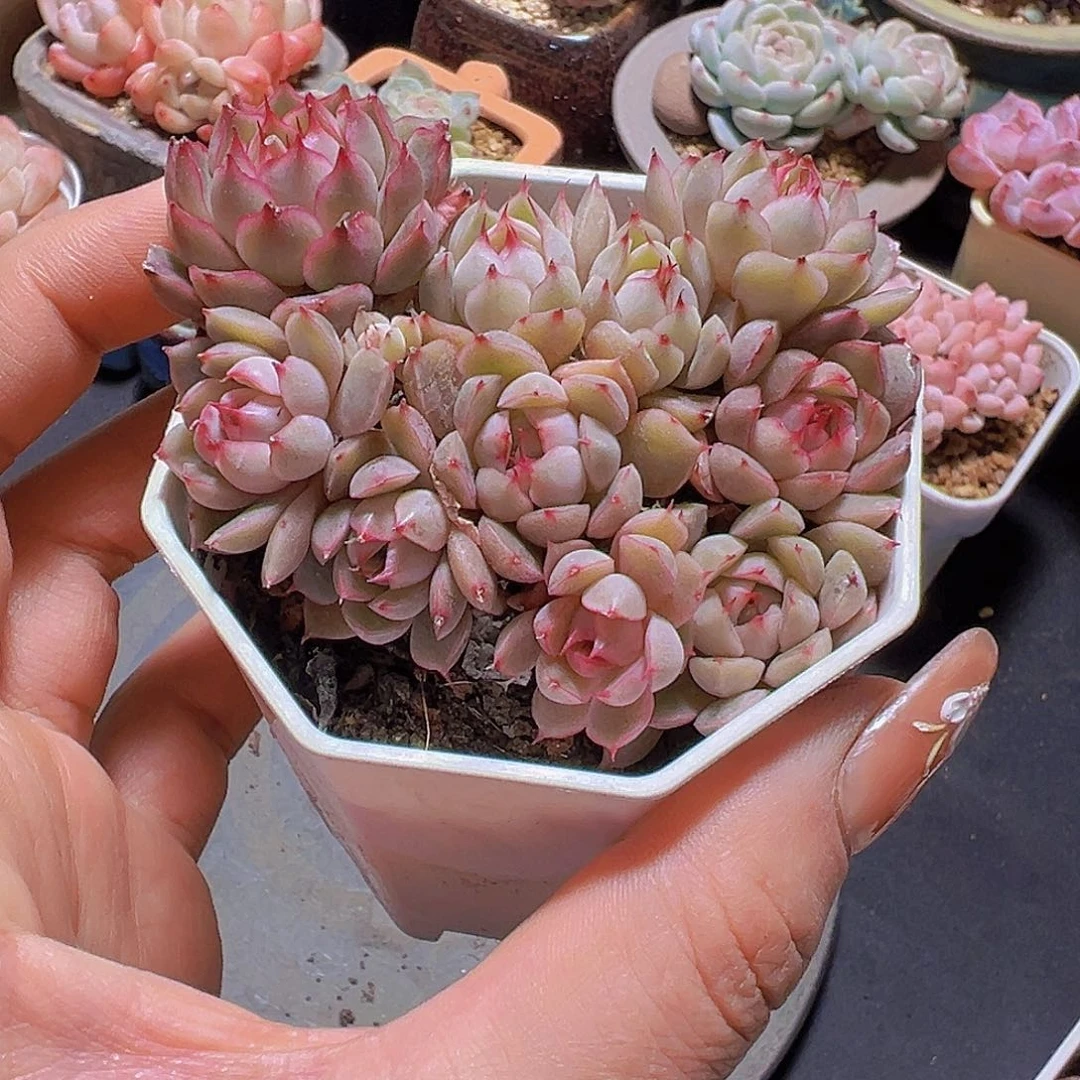 潇*妹新品，多肉植物