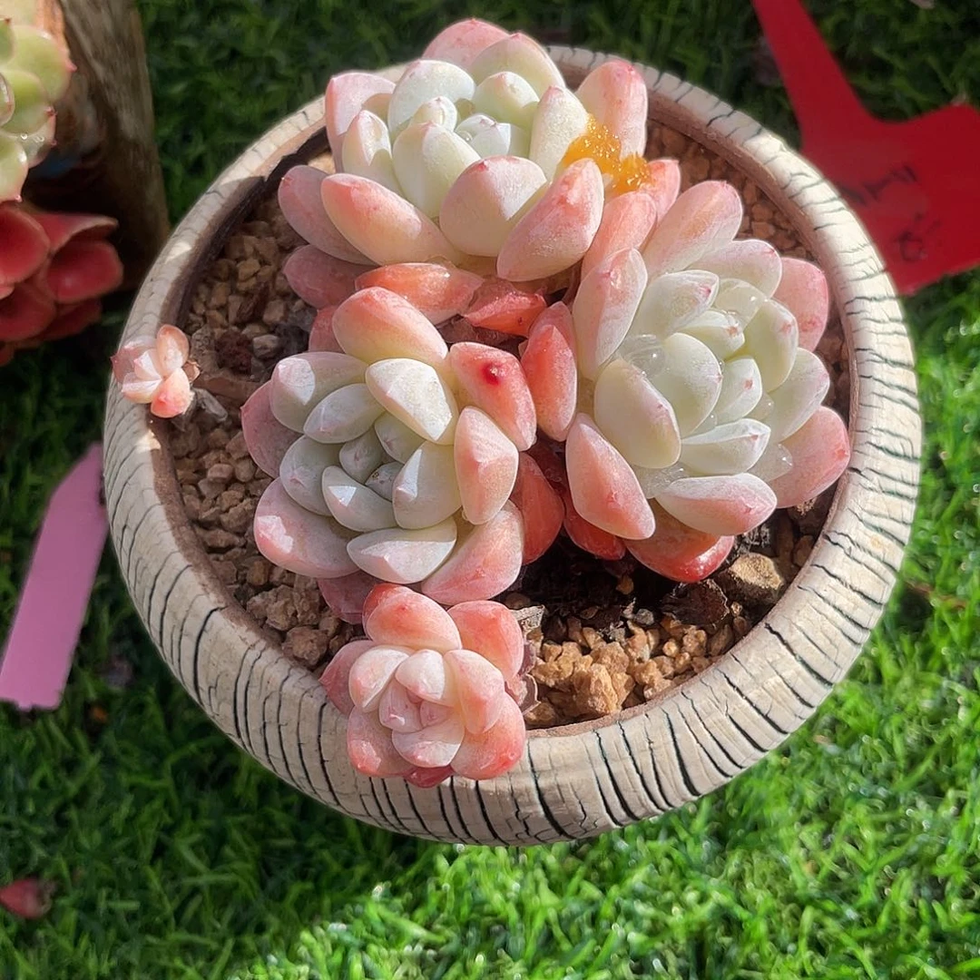 冰玉群生多肉植物一物一拍