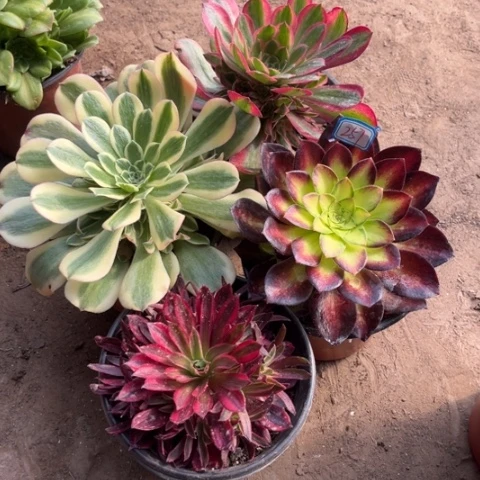 257多肉植物组合