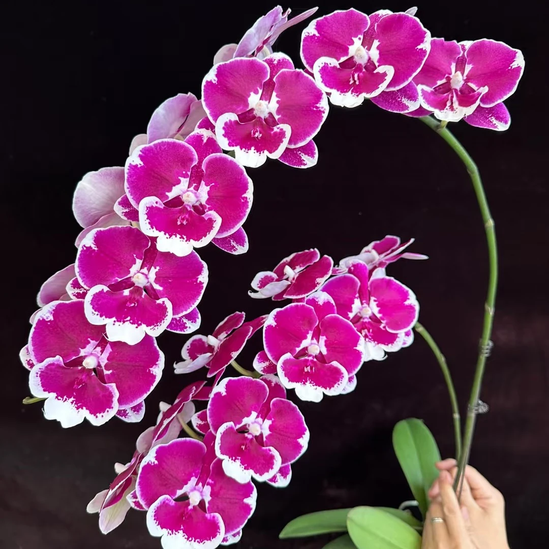 出剑【美琪黑天鹅】3.5寸加高杯蝴蝶兰 可养龙兰