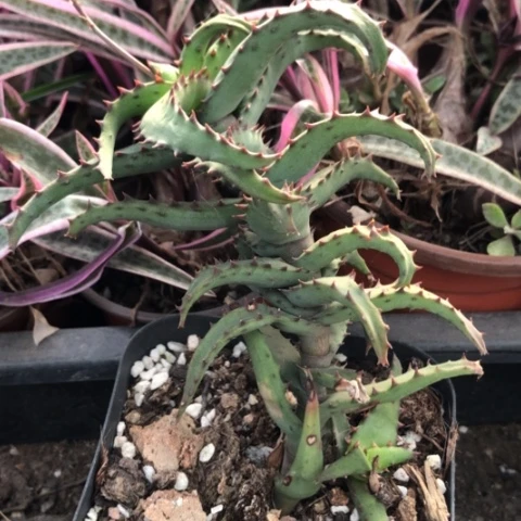 天*卡莎蒂芦荟带盆发货