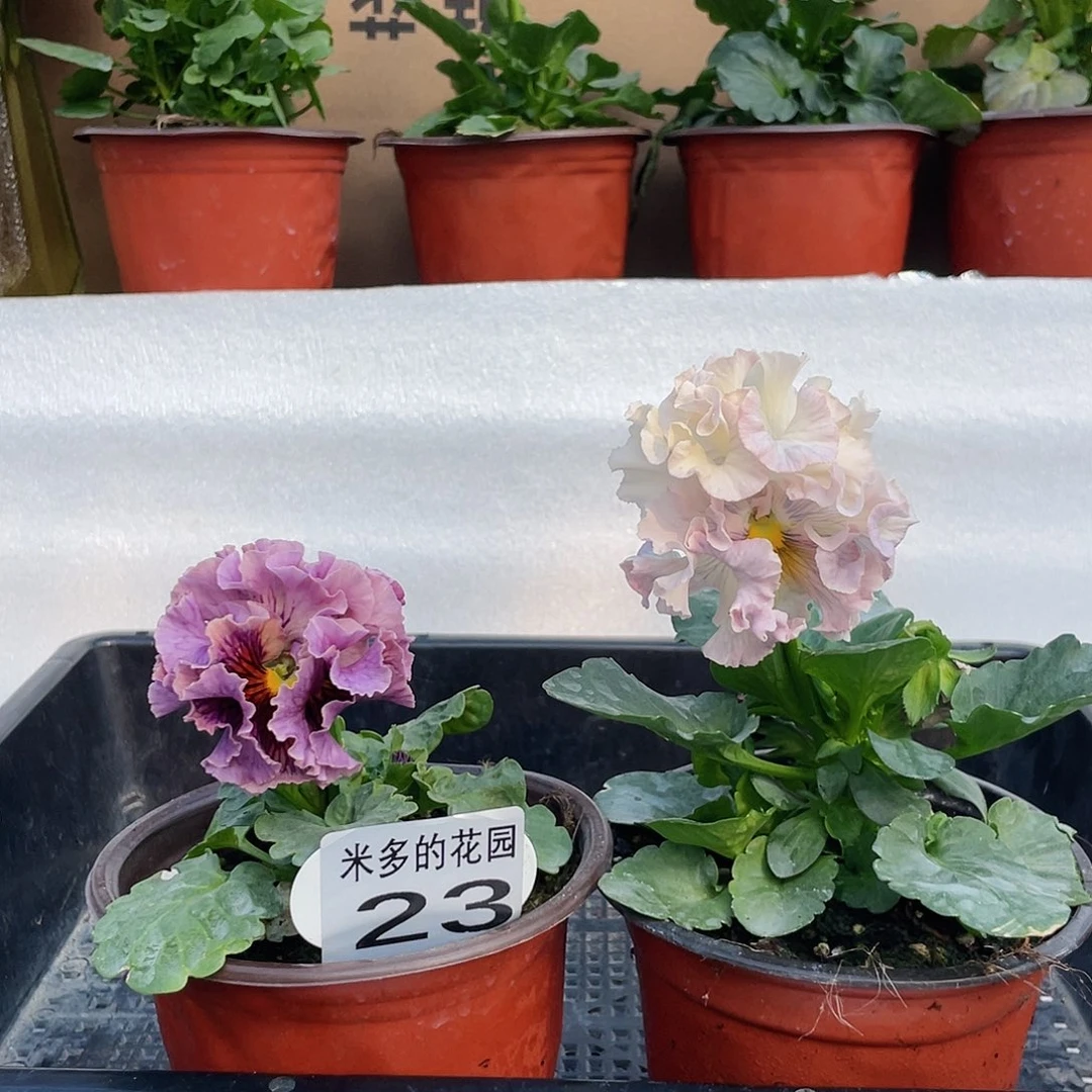 大部分开放少量花苞23