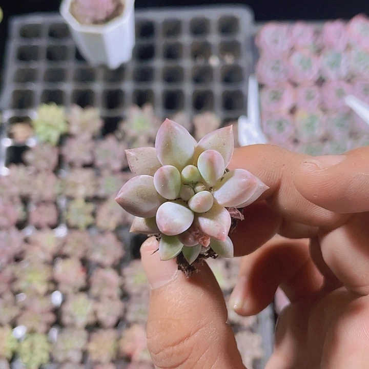 金鱼姬精品多肉量拍