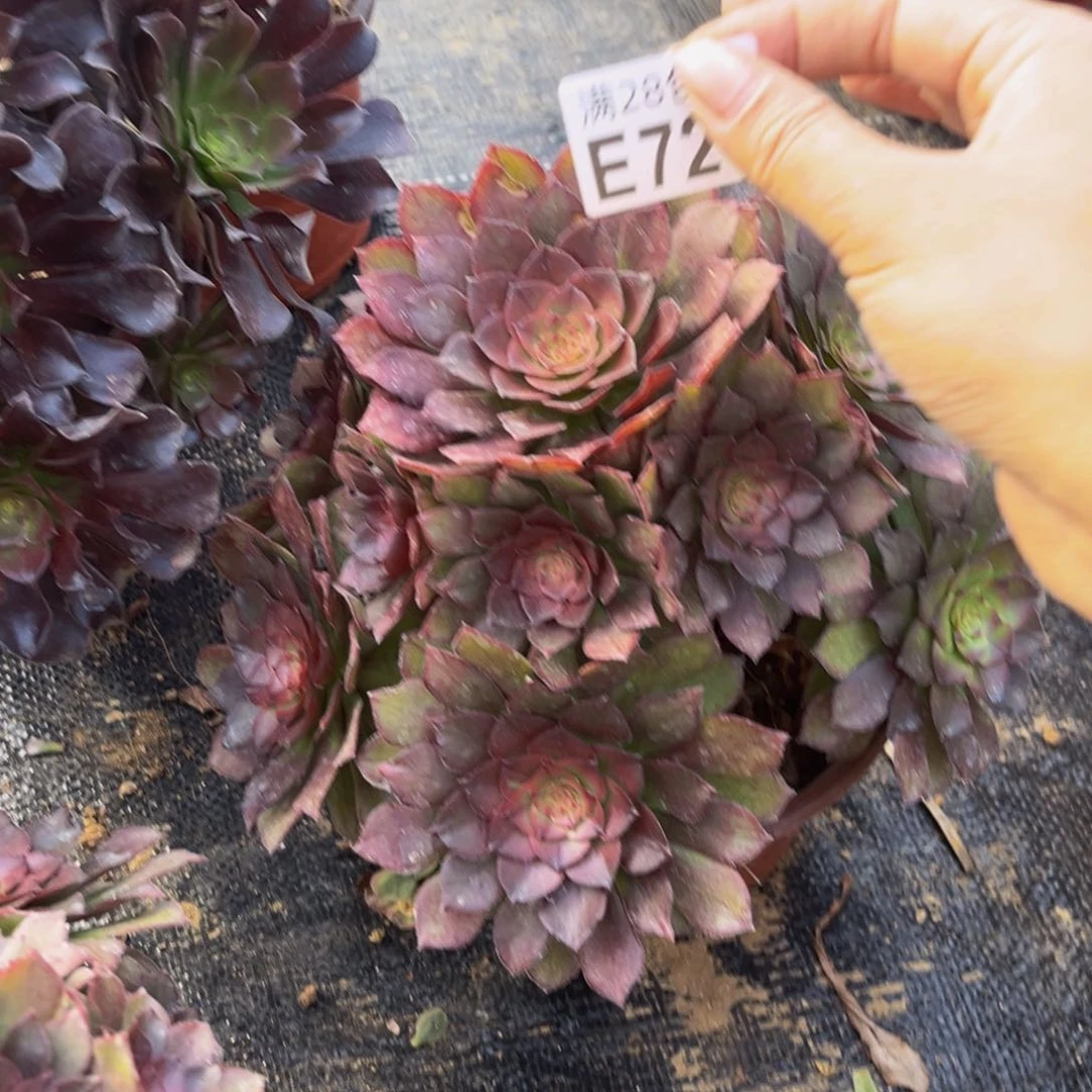 725多肉植物一物一拍