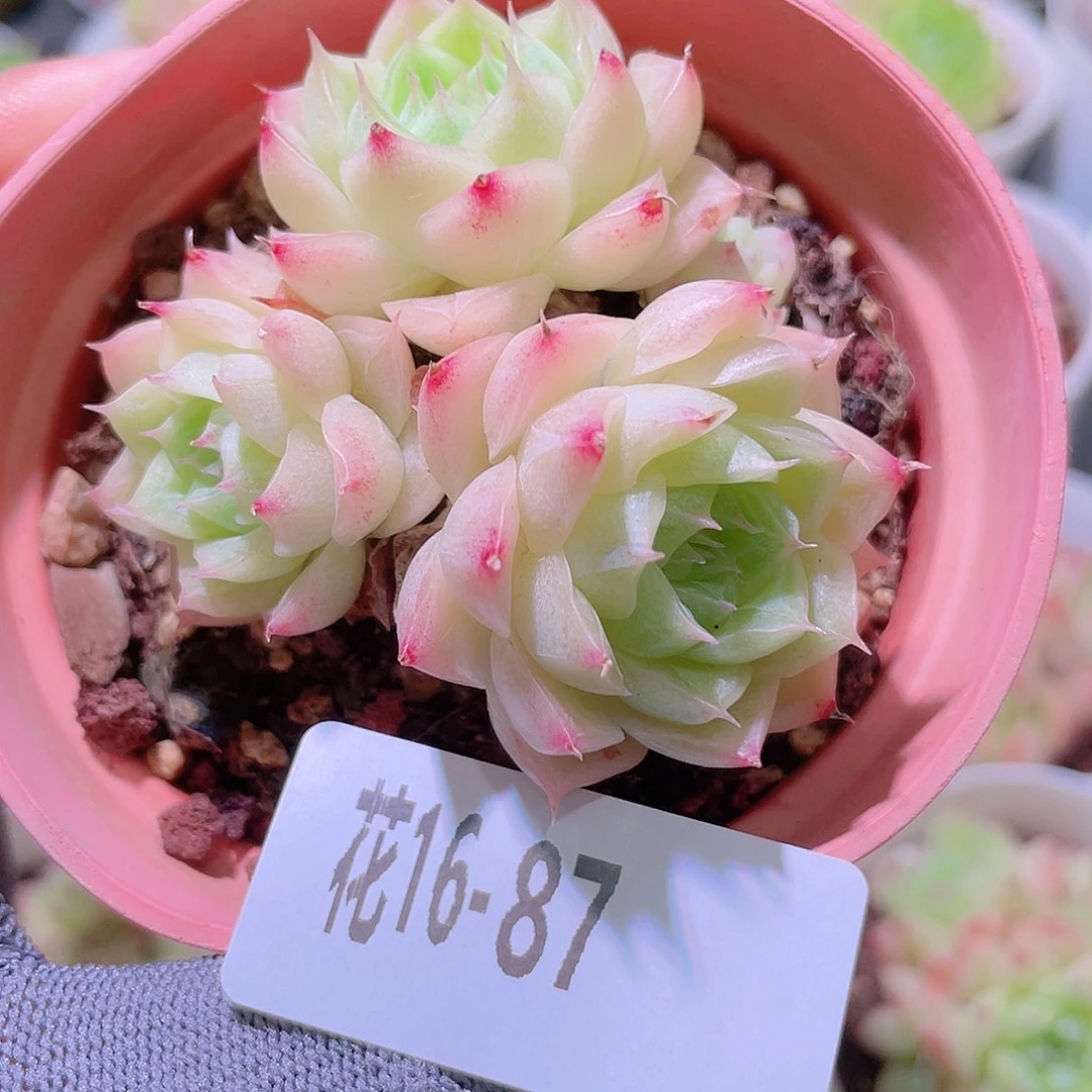 花利美16-87麦秆群