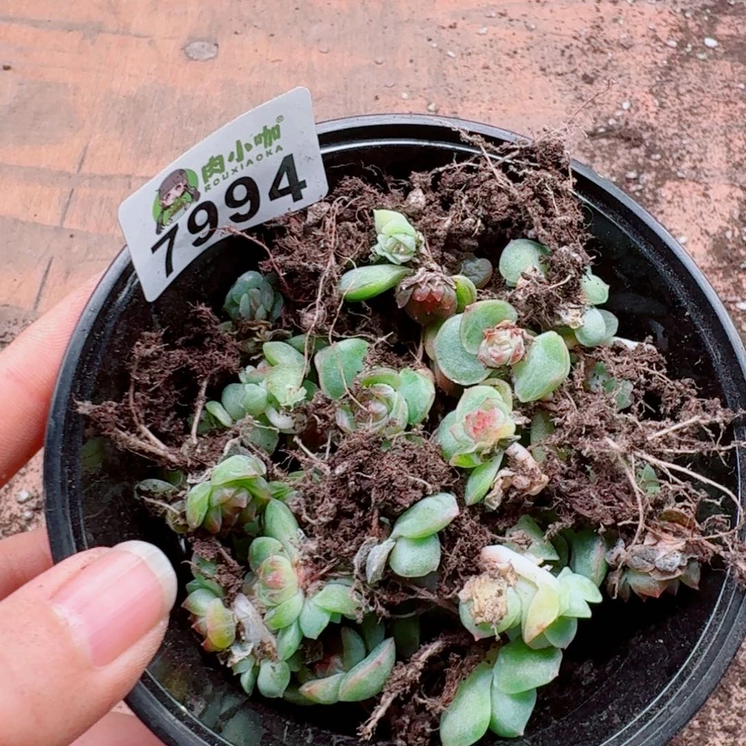 柒***默多肉植物多肉植物