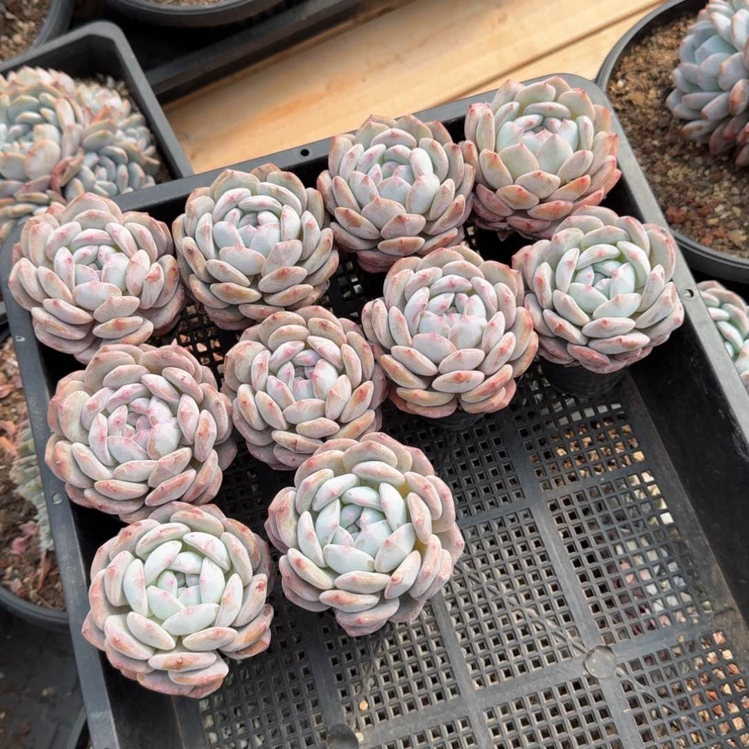 三*白10颗一起一物一拍的