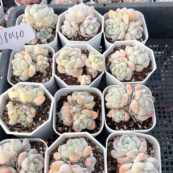 薇薇安园艺多肉08040