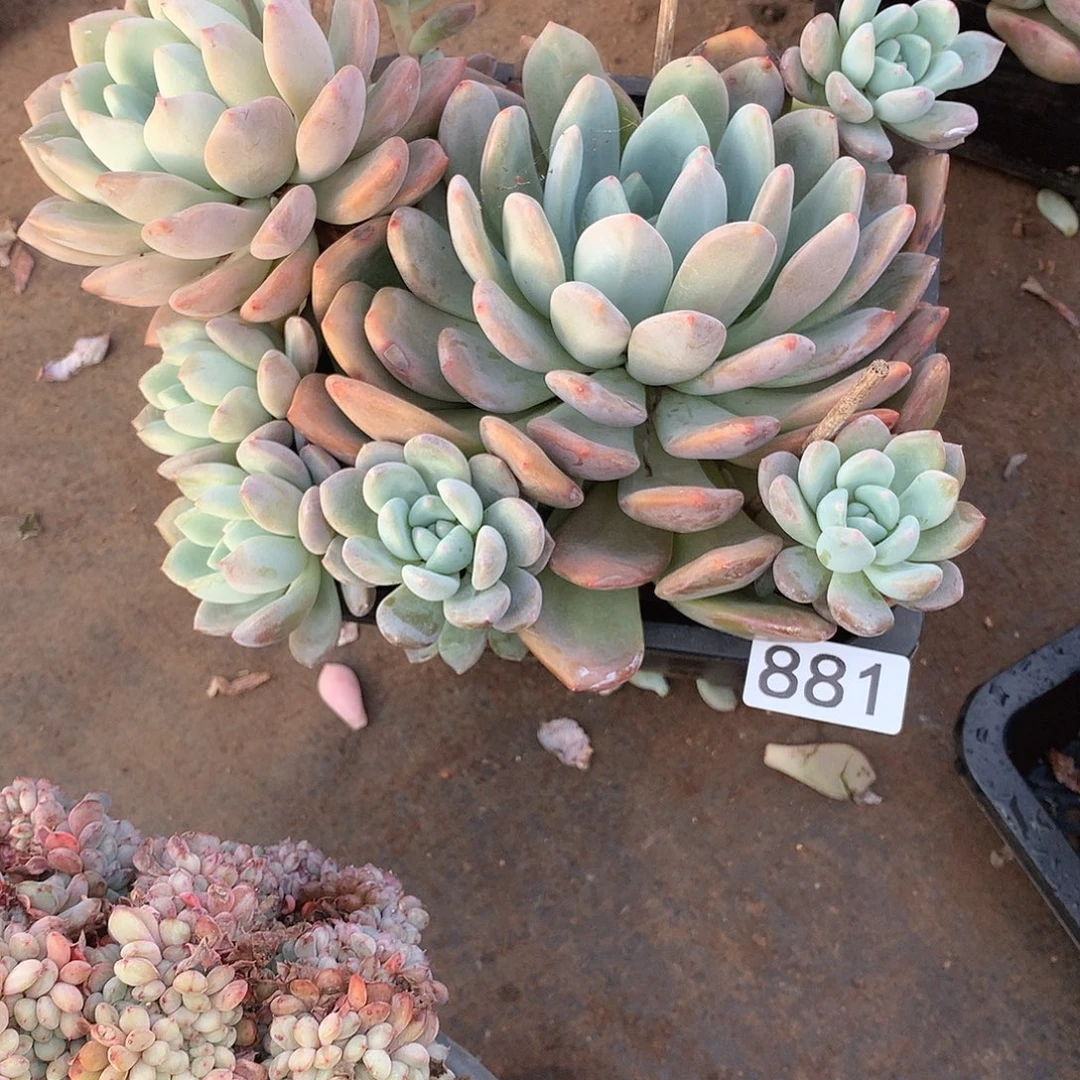 881 一物一拍多肉