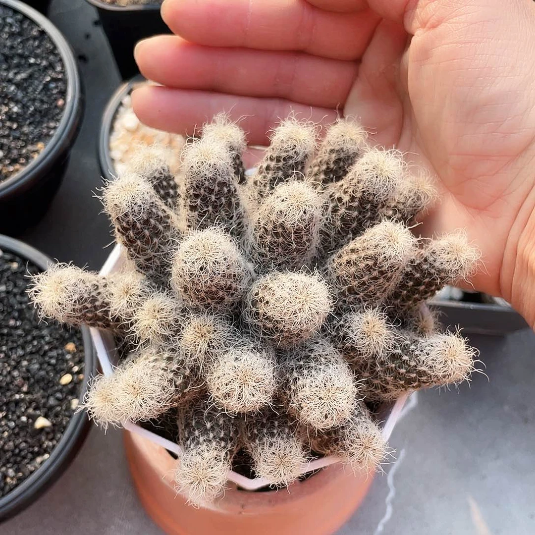 用****16666666666666666666