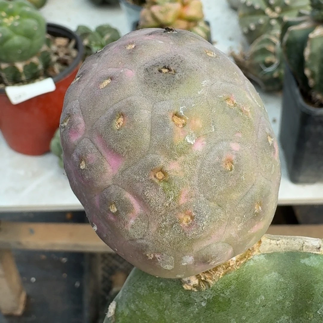 【闪购商品】大型紫皮鹅蛋小苗