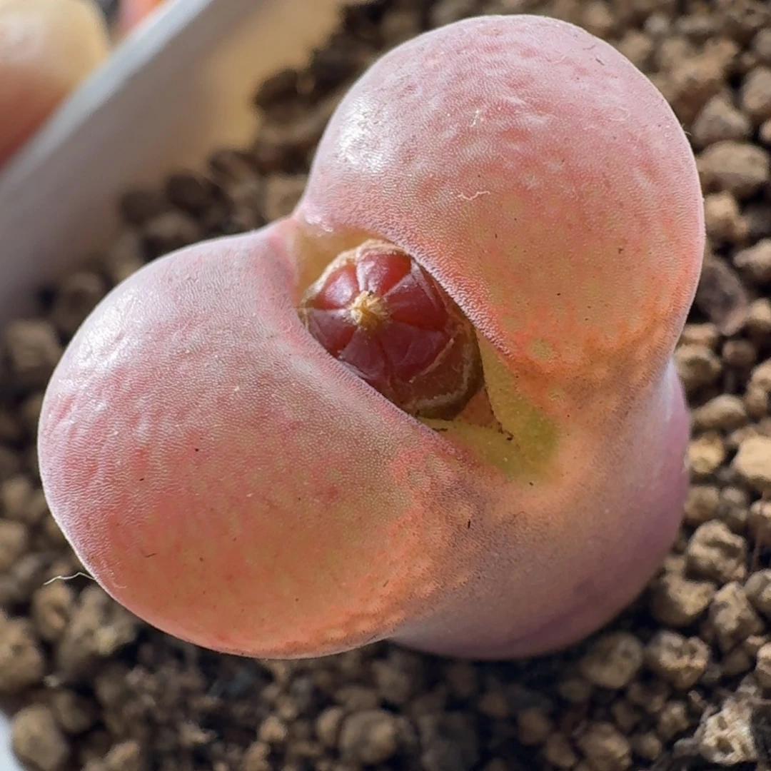 3891大型红风铃肉锥