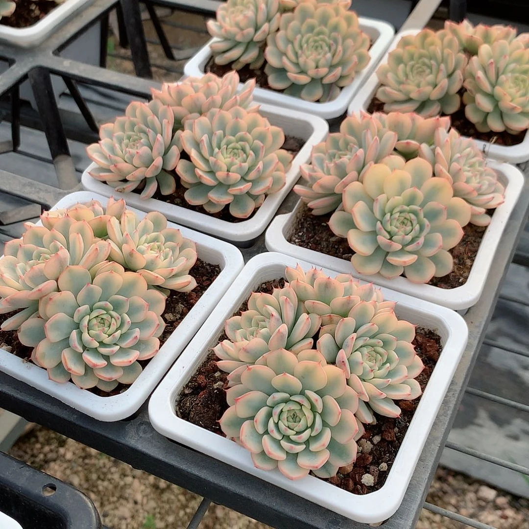 姬莲锦群94646464646444444