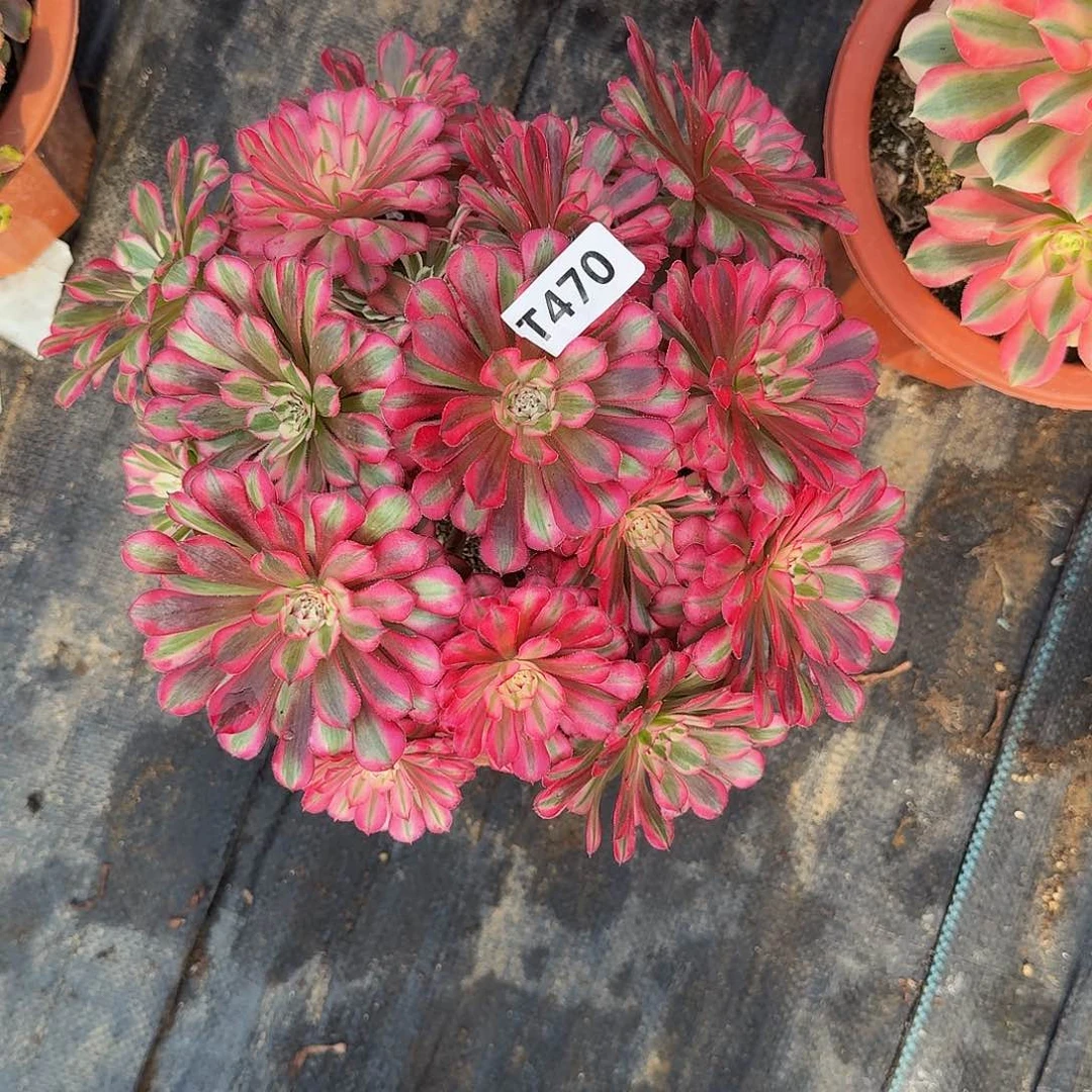 全部花朵470红铜白丛林444冠服24.5