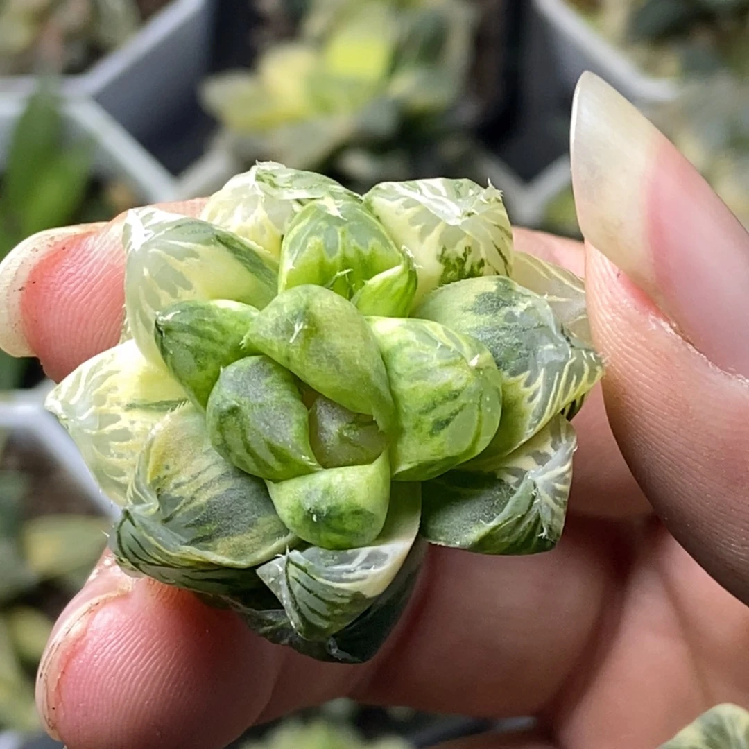 是是是是是是是是是寿