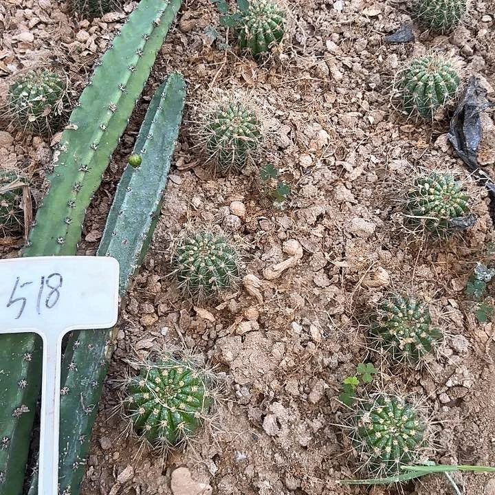 一***深518号毛花柱修谱西面的