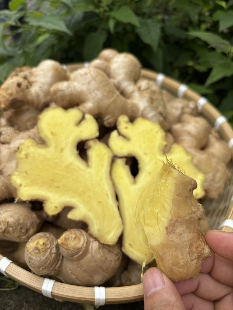 【产地直发】云南高山农家小黄姜老姜月子新鲜现挖现发天然味香浓郁