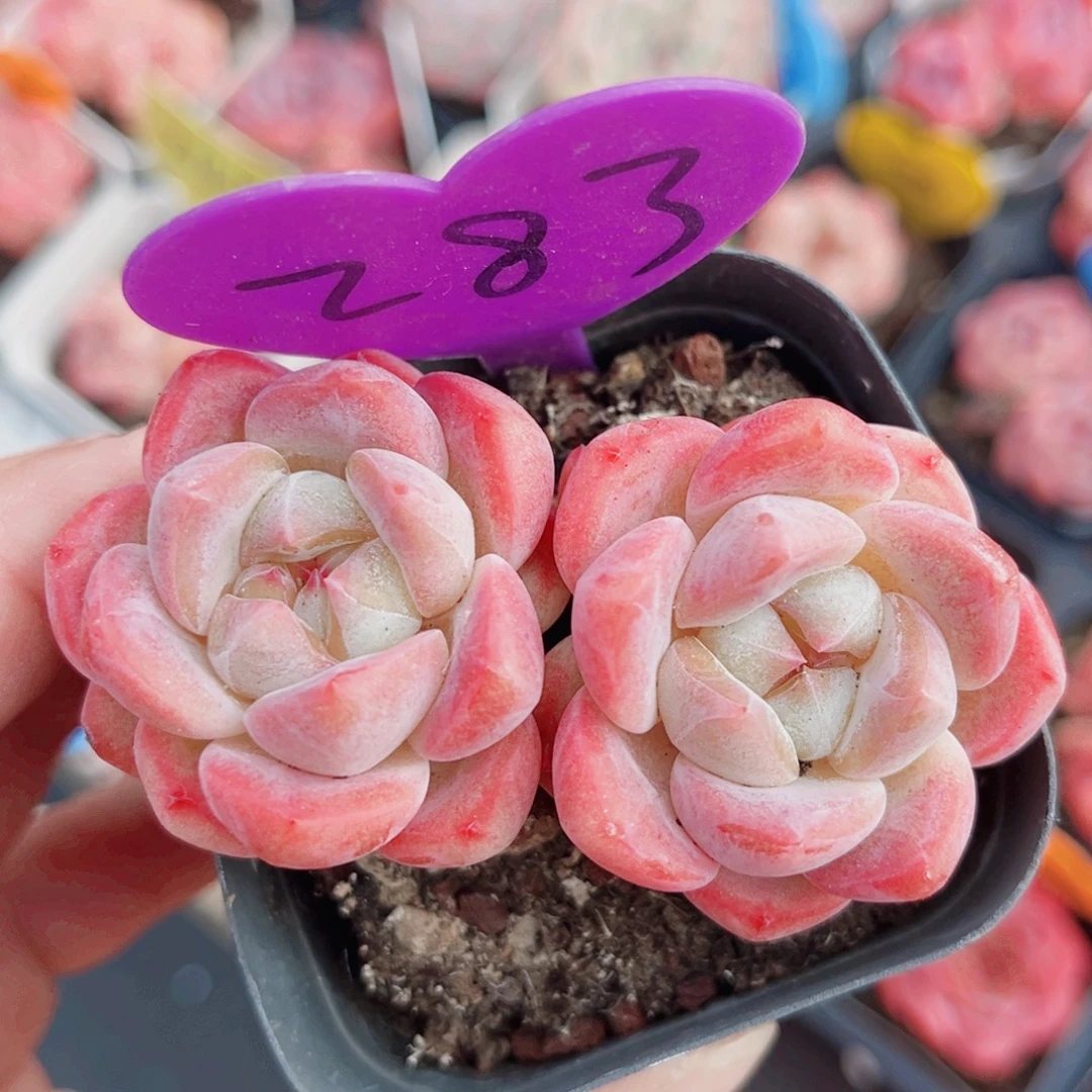 283号小老桩糖心双头