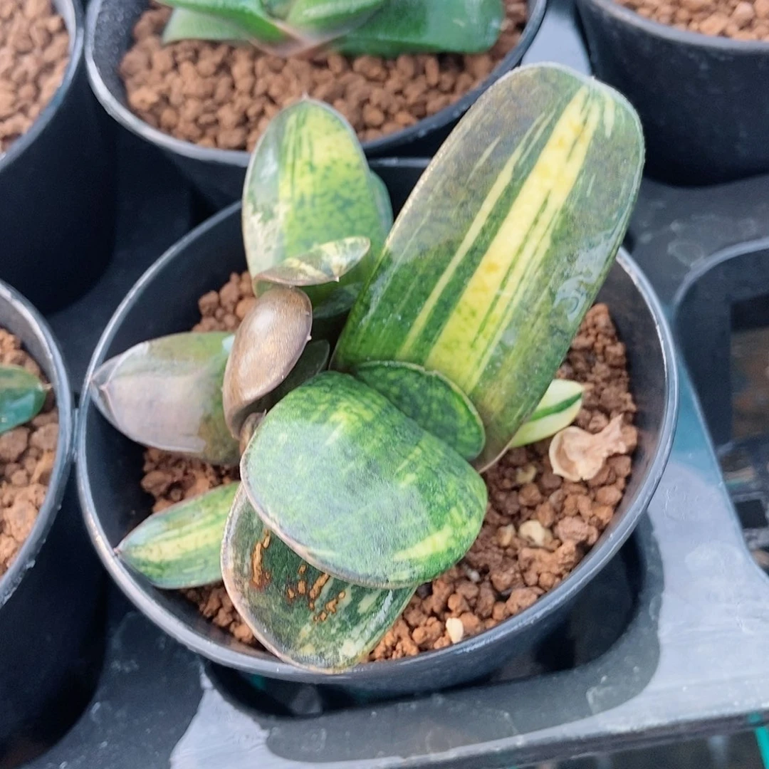 803恐龙实生锦带4个侧牙三个好锦带盆发货