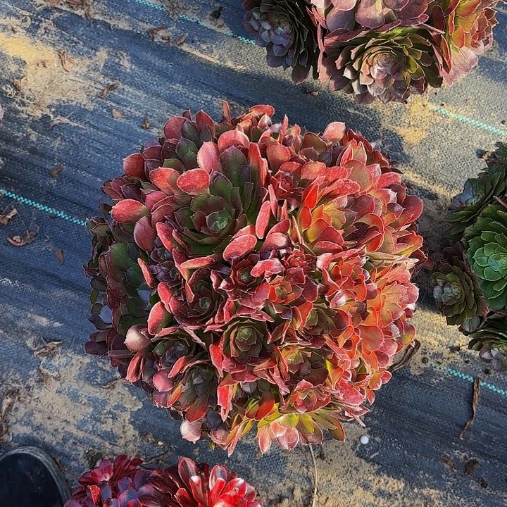 【闪购商品】921荷兰玫瑰2-14