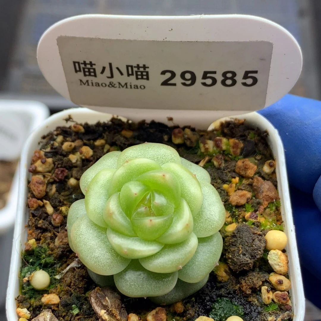 多肉植物杂交珍妮