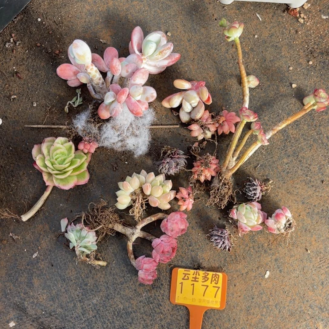 云尘多肉一物一拍1177