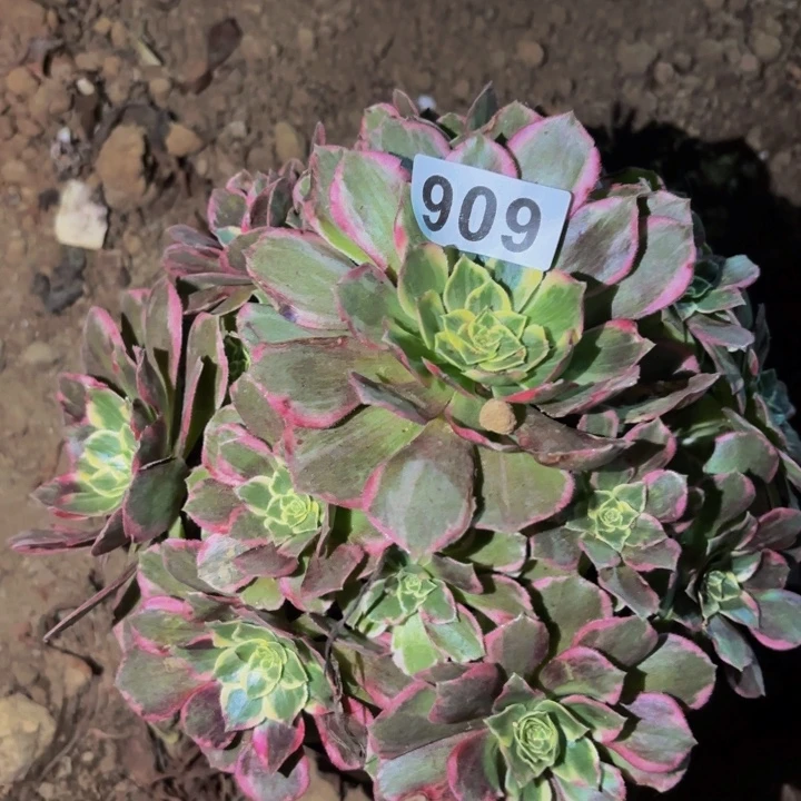 606水蜜桃多肉植物不售后