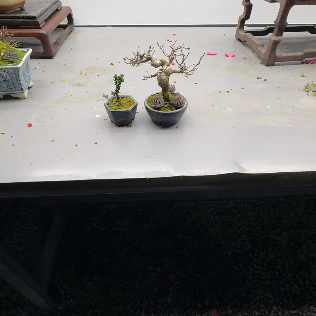 无花朵唐枫11111111111111