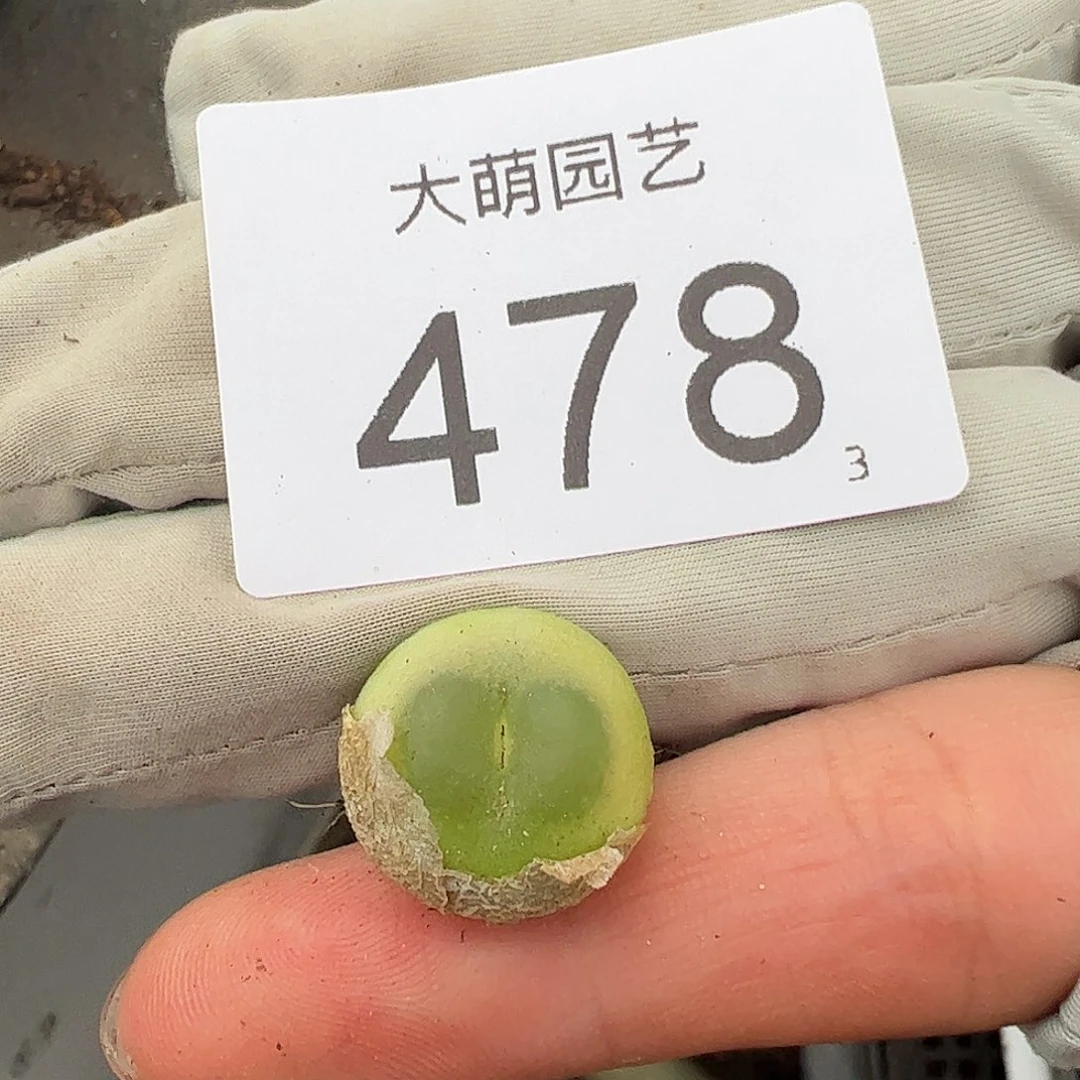 0000478一物一拍……