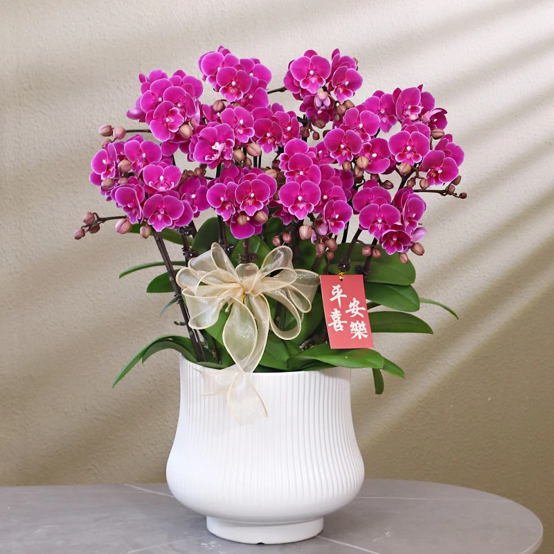 蝴蝶兰【小红鱼】带花带盆组好伴手礼送礼茶桌婚礼客厅美化装饰