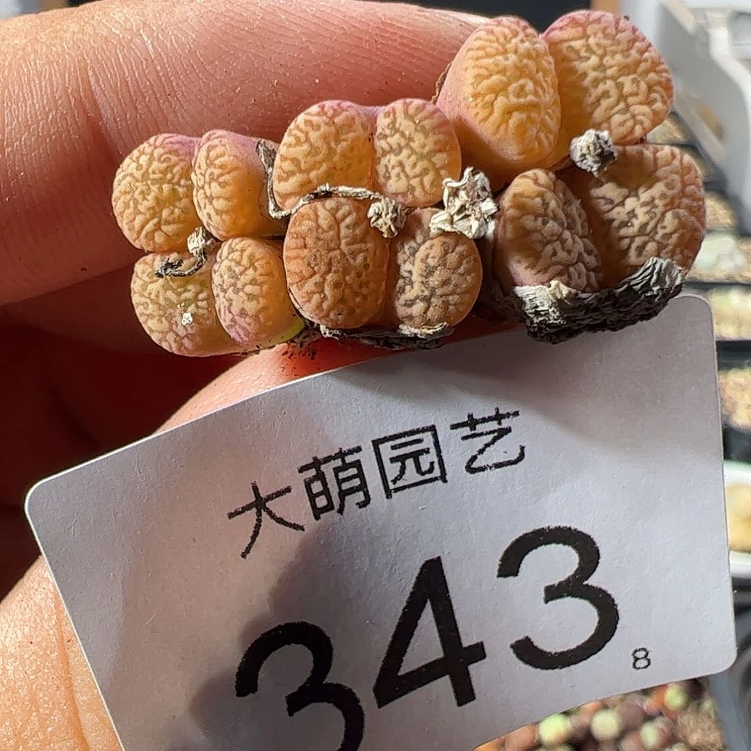 一物一拍。 343