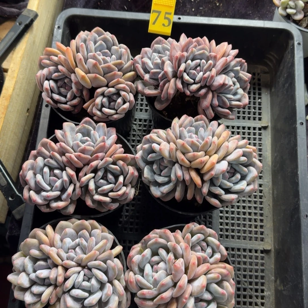 香橙6颗带盆发75号