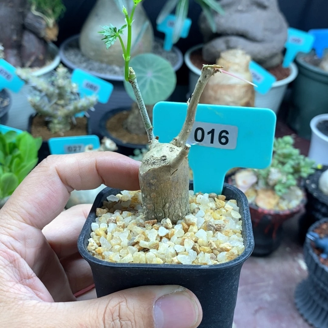 枫叶苦瓜多肉植物