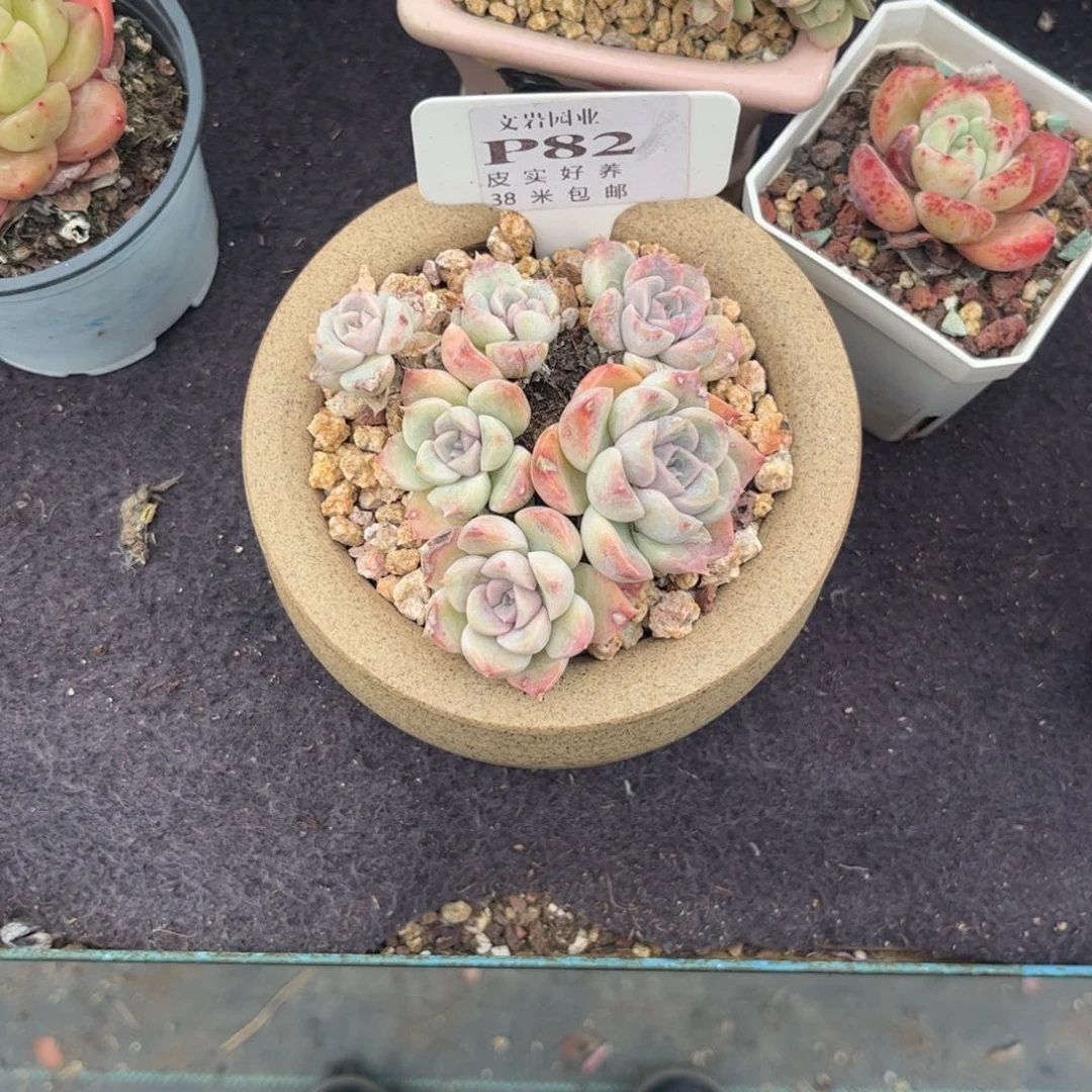 @****多肉植物111111111