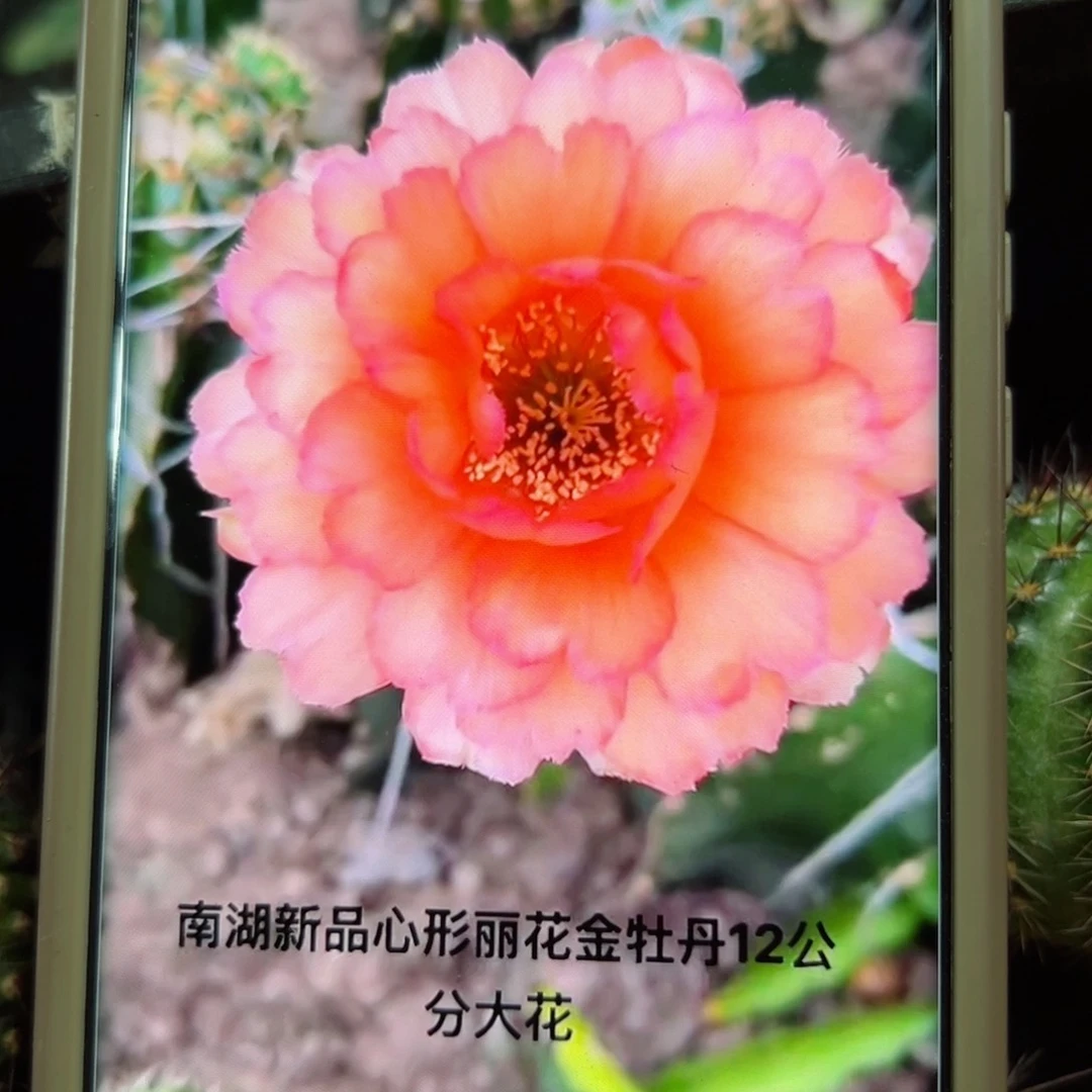 下86丽花金牡丹歪无根侧芽3公分左右20包邮