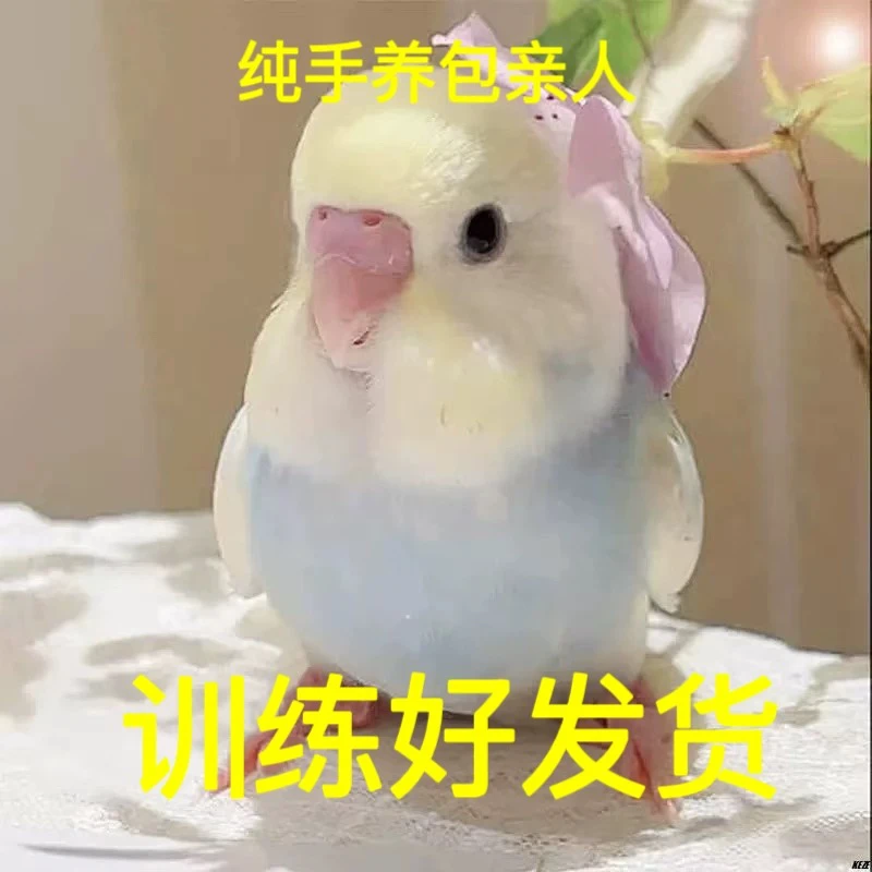 特色鹦鹉亲人可教说话