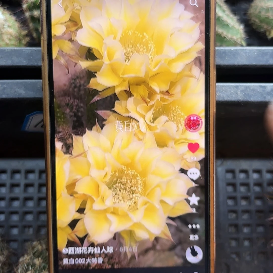 黄白002彩侧牙20包邮37