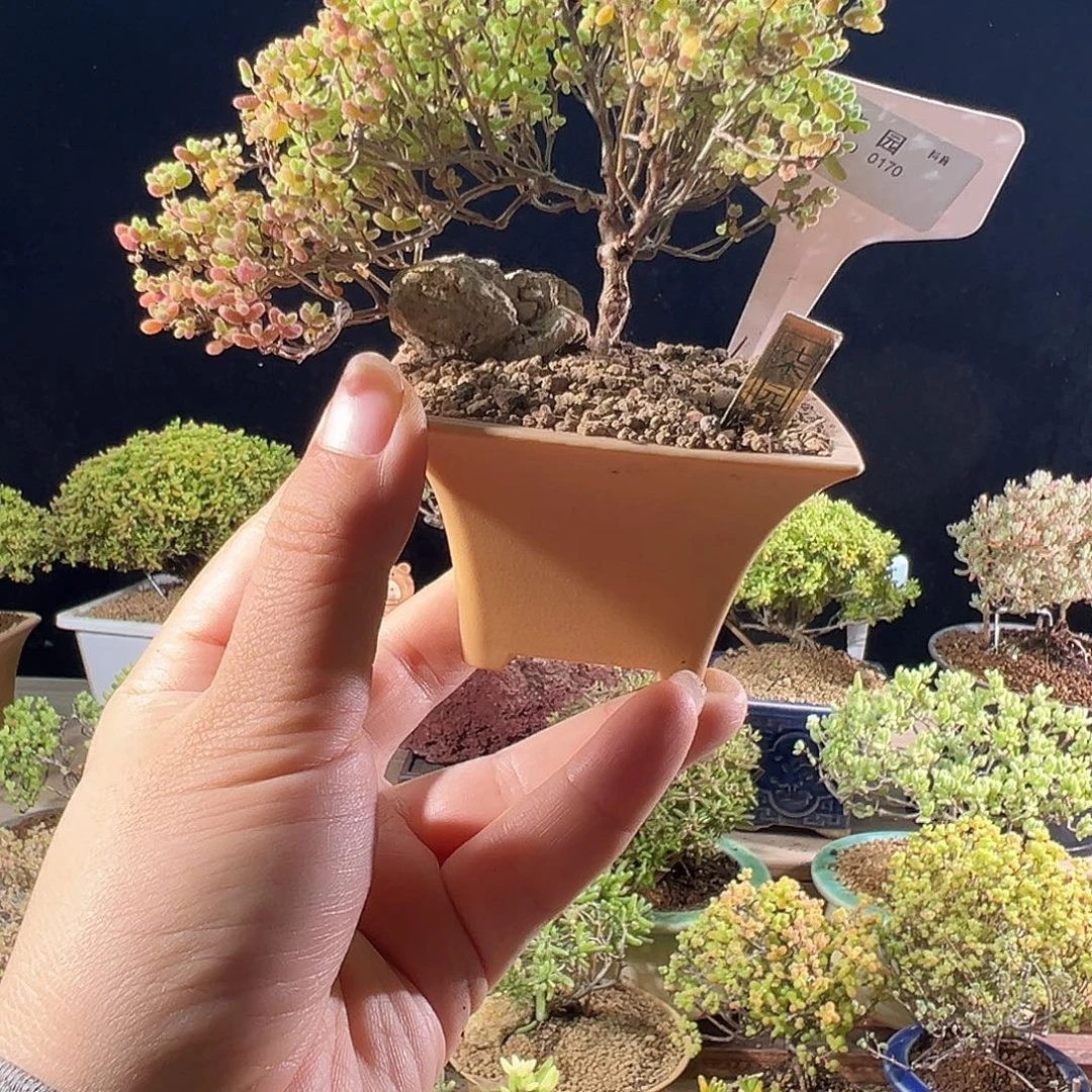 0170蜜橘老桩精致造型