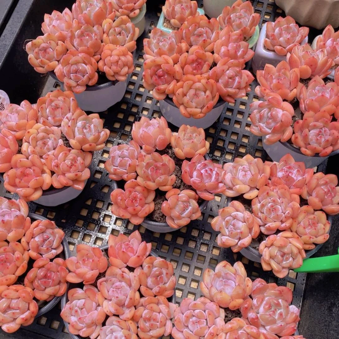 量拍52号 果冻韩版仙女橙单头组合七个