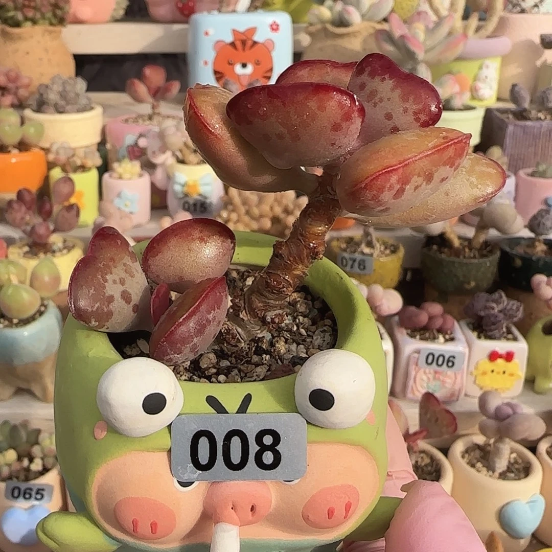 爱心水泡 盆口5cm