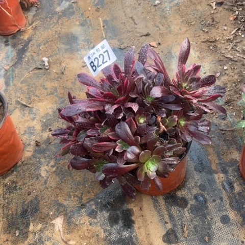 227赤霞飞不包断枝