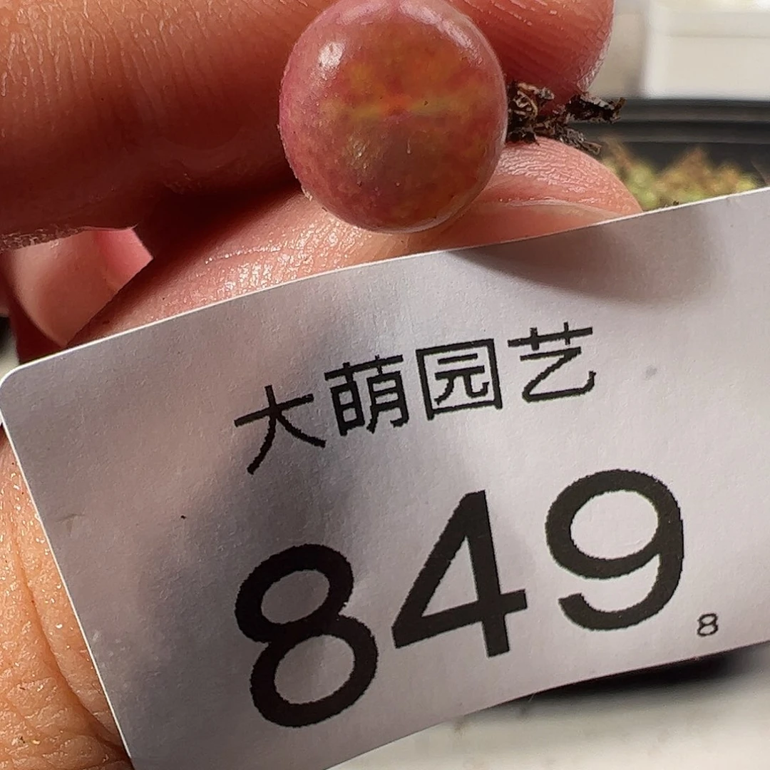 0000849 一物一拍……