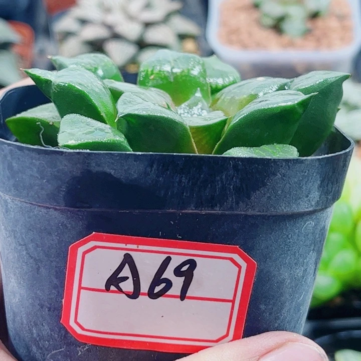 十二卷 实生克 福利