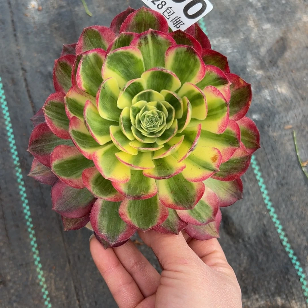 多肉植物790海王