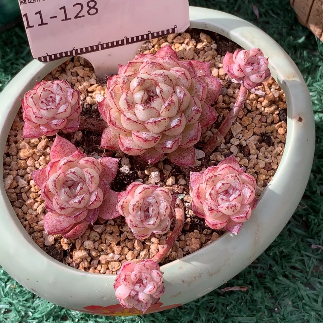 赤水晶造型老桩自然群