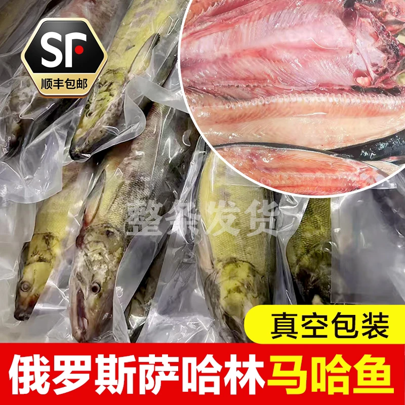 抚远特产  萨哈林大马哈鱼  特价新日期鱼 【顺丰包邮】