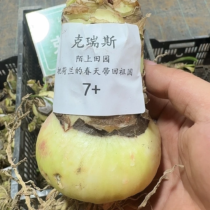 克瑞斯7厘米朱顶红
