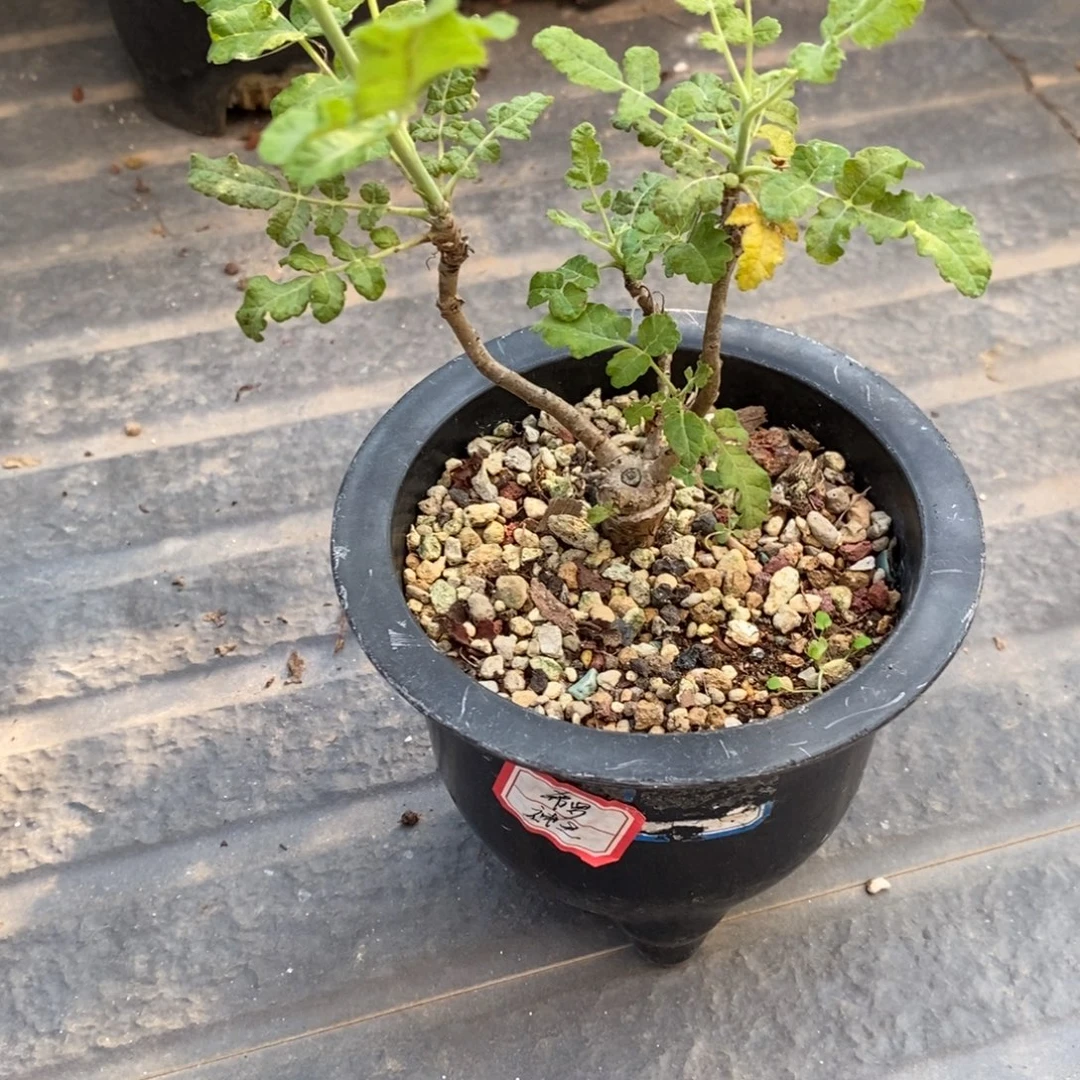 希***习神圣乳香实生带盆