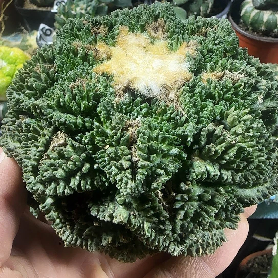 大哥斯拉954仙人球开花