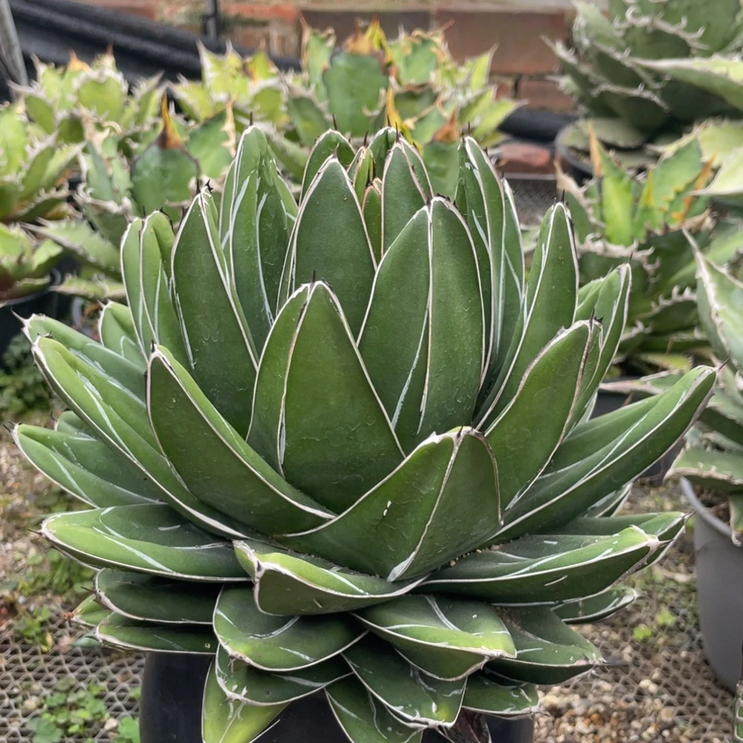 无花朵D型屉之雪龙舌兰